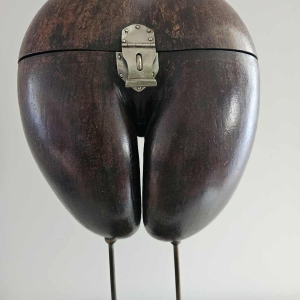 Coco Fesse / van de zeeën (Lodoicea maldivica) doos gemonteerd op sokkel