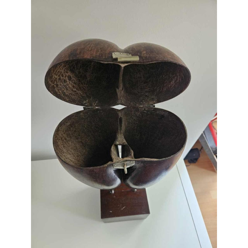 Coco Fesse / des mers (Lodoicea maldivica) "boîte" montée sur socle