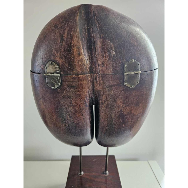 Coco Fesse / of the seas (Lodoicea maldivica) box mounted on base