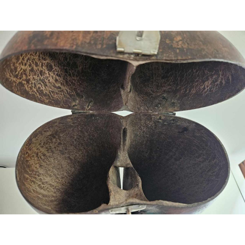 Coco Fesse / des mers (Lodoicea maldivica) "boîte" montée sur socle